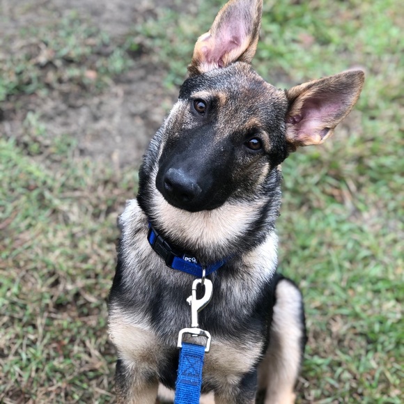 Meet your Posher, Dawb - Picture 1 of 1